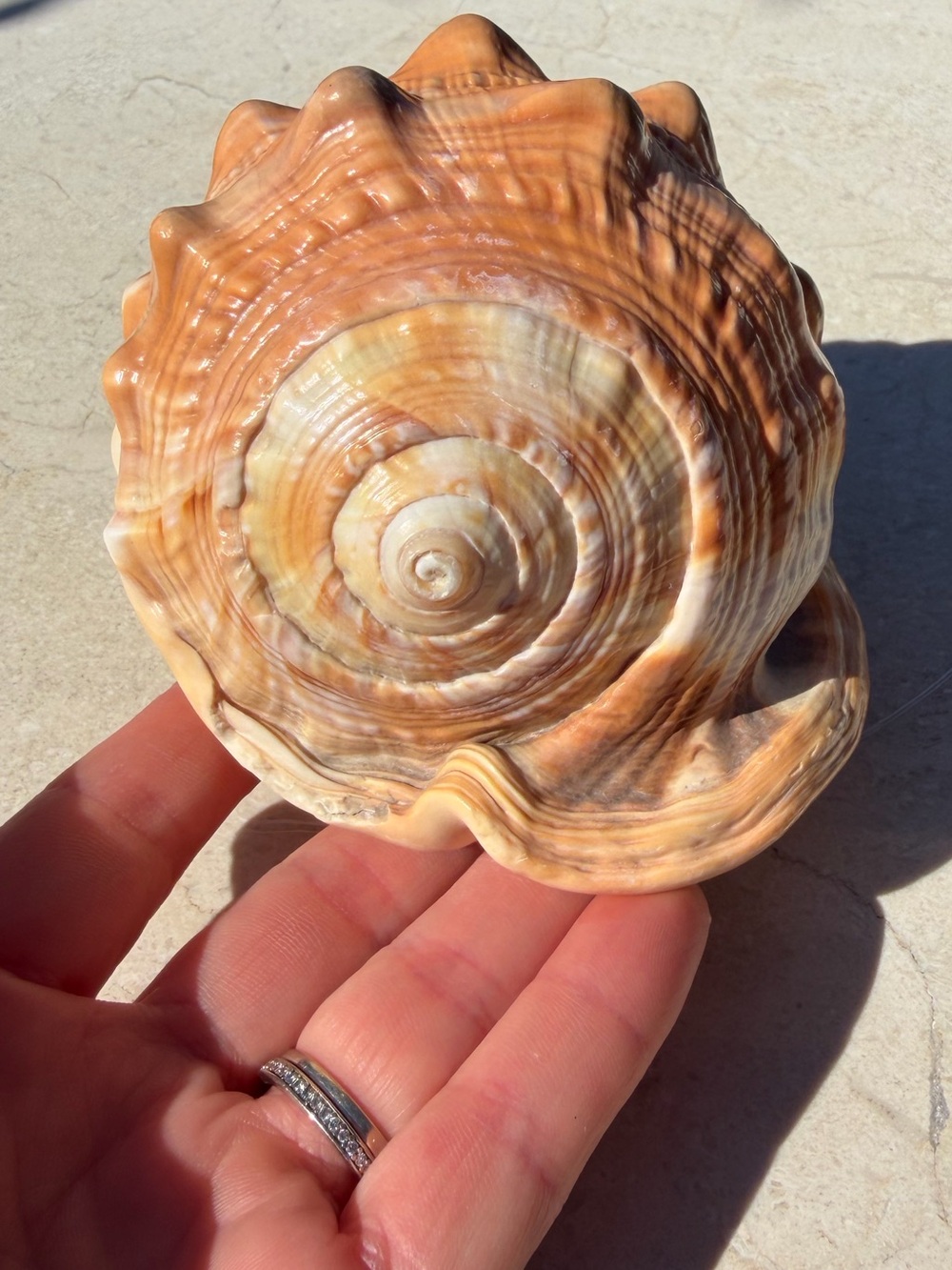 Vintage Conch Shell
